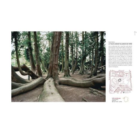 RENDEZ-VOUS AVEC LES ARBRES EXTRAORDINAIRES DE FRANCE