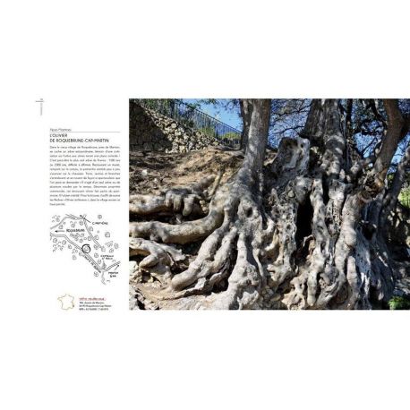 RENDEZ-VOUS AVEC LES ARBRES EXTRAORDINAIRES DE FRANCE