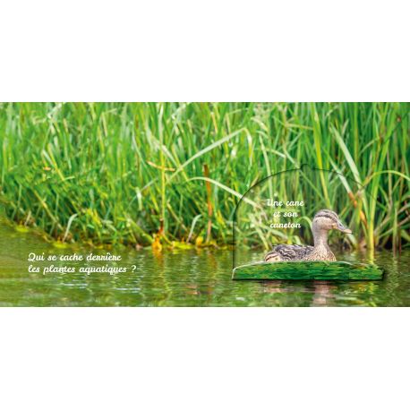 ANIMAUX DE LA MARE - CACHE CACHE DANS LA NATURE
