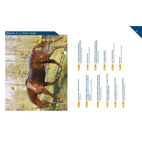 SOIGNER SON CHEVAL AVEC L'ACUPRESSION