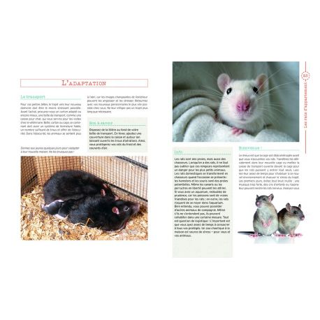 RATS D'APPARTEMENT
