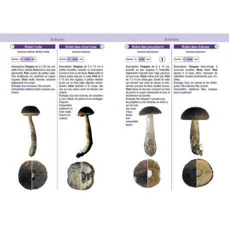 CHAMPIGNONS DE FRANCE