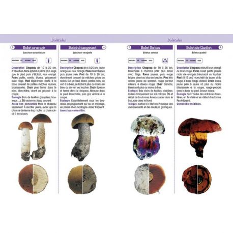 CHAMPIGNONS DE FRANCE