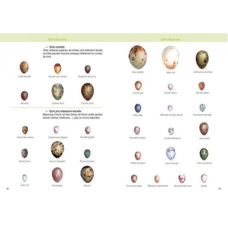 OISEAUX D'EUROPE