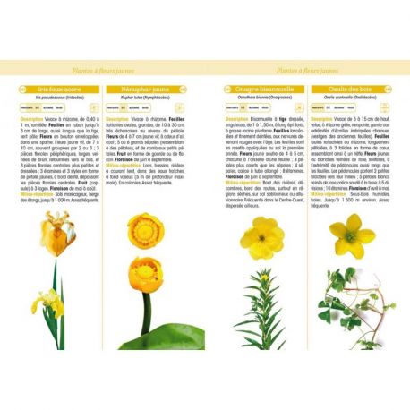 FLEURS SAUVAGES