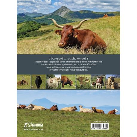 AUVERGNE MONTAGNE A VACHE