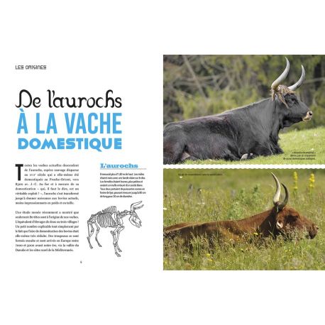 AUVERGNE MONTAGNE A VACHE