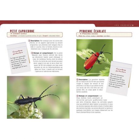 OBSERVER LES INSECTES