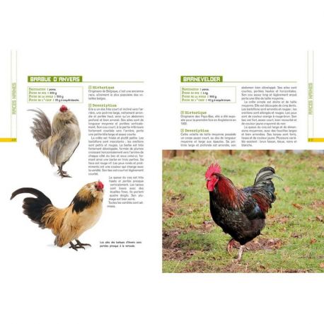 L'ELEVAGE DE POULES DEVENIR (FACILEMENT) ELEVEUR
