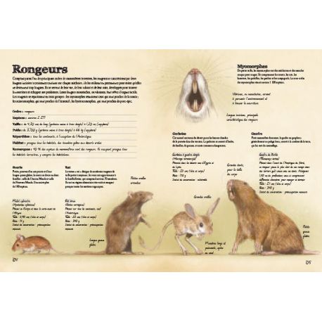 MAMMIFERES TERRESTRES DU MONDE