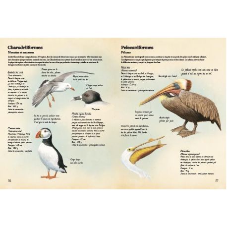 ANIMAUX MARINS DU MONDE