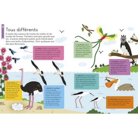 LES OISEAUX