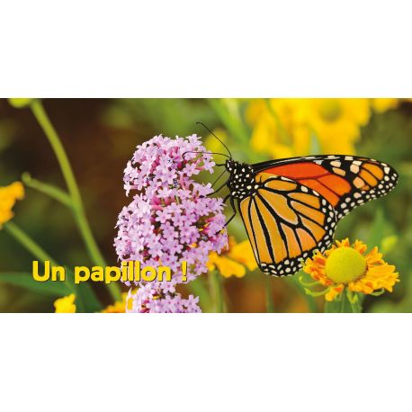 AILES