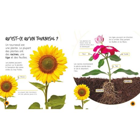 DE LA GRAINE AU TOURNESOL