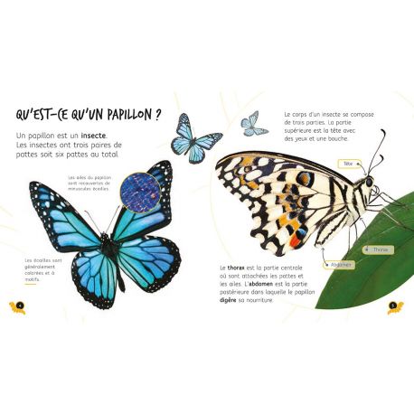 DE LA CHENILLE AU PAPILLON