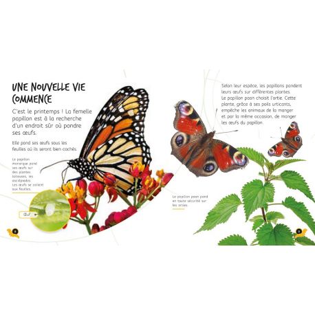 DE LA CHENILLE AU PAPILLON