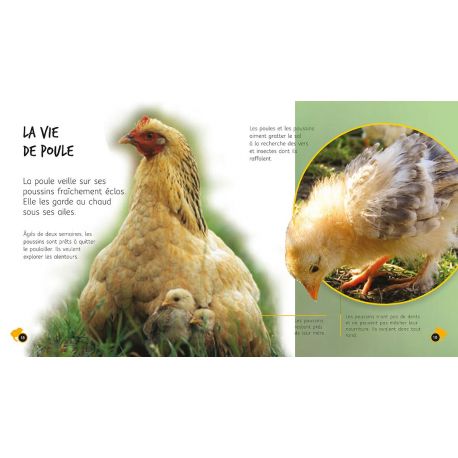 DE L'OEUF A LA POULE