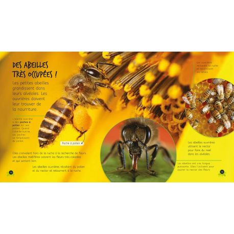 DE L'OEUF A L'ABEILLE