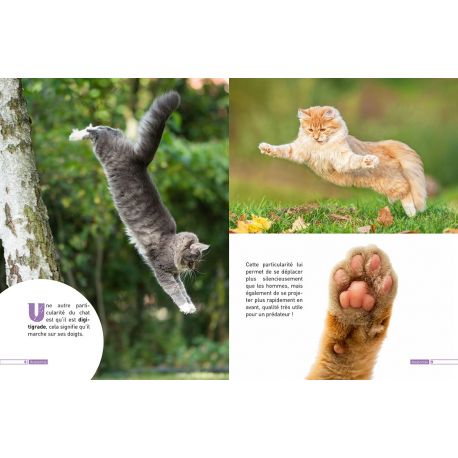CHATS - DECOUVRE LE MONDE EN PHOTOS
