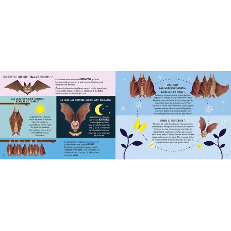 LE LIVRE DE LA CHAUVE-SOURIS
