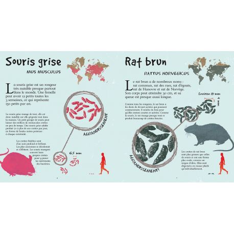 LES CROTTES DES ANIMAUX GRANDEUR NATURE