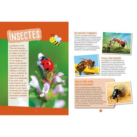 PETITES BETES INSECTES ET PAPILLONS