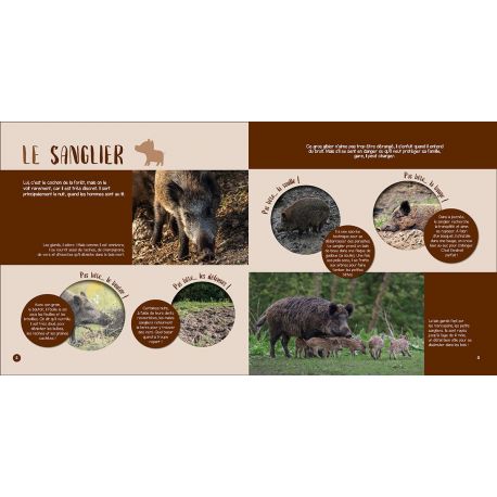 LES ANIMAUX DE LA FORET