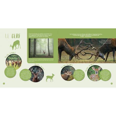 LES ANIMAUX DE LA FORET
