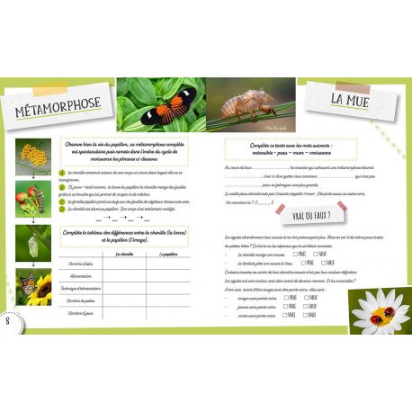 LES INSECTES