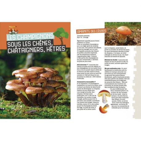 MES PREMIERES CUEILLETTES DE CHAMPIGNONS