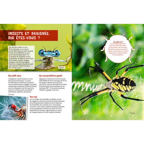LES INSECTES ET ARAIGNEES