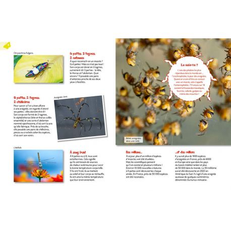 LES INSECTES ET ARAIGNEES