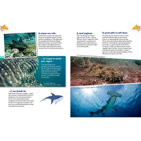 LES REQUINS