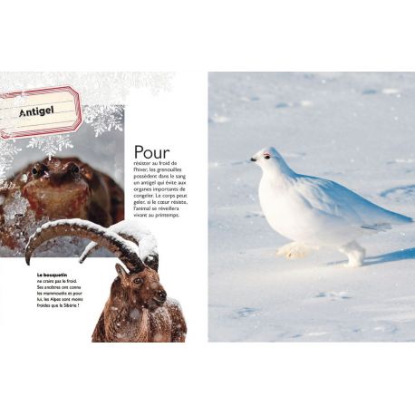 LA-HAUT, NEIGE ET GLACE