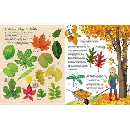 TOUT SAVOIR SUR LES ARBRES