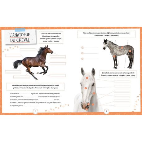 LES CHEVAUX QUIZ JEUX ET P'TITES INFOS