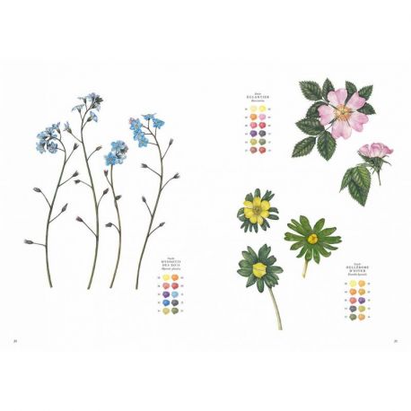 FLEURS SAUVAGES A L'AQUARELLE 15 ESQUISSES PRETES À PEINDRE