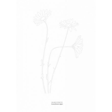 FLEURS SAUVAGES A L'AQUARELLE 15 ESQUISSES PRETES À PEINDRE