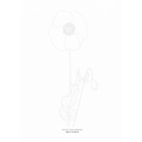 FLEURS SAUVAGES A L'AQUARELLE 15 ESQUISSES PRETES À PEINDRE