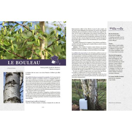 CUEILLETTES EN FORET
