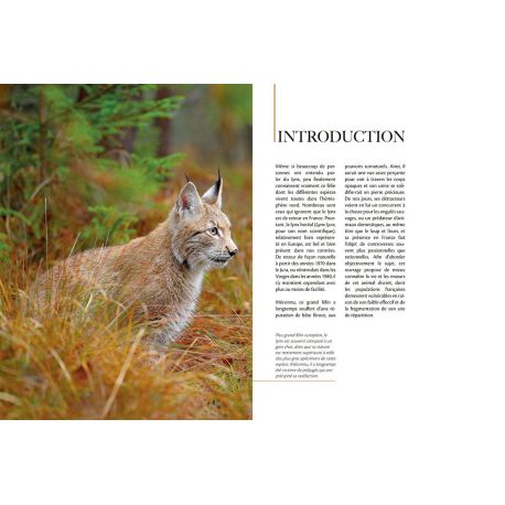LYNX