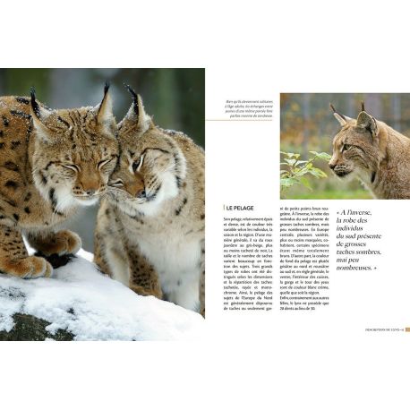 LYNX