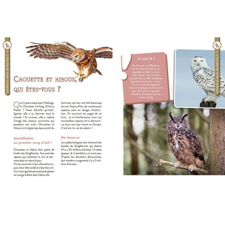 CHOUETTES ET HIBOUX