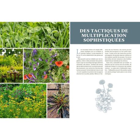 MAUVAISES HERBES, VRAIMENT?