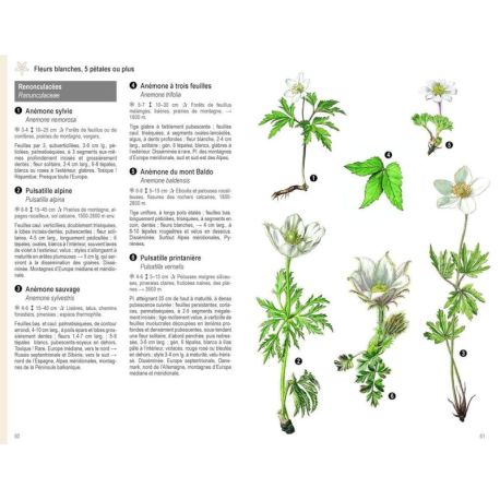 LES PLANTES PAR LA COULEUR. FLEURS, GRAMINEES, ARBRES ET ARBUSTES