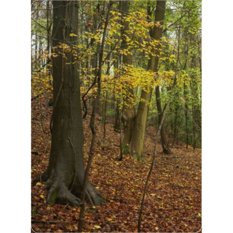 COFFRET BAINS DE FORET - 50 CARTES + 1 LIVRET DE 64 PAGES