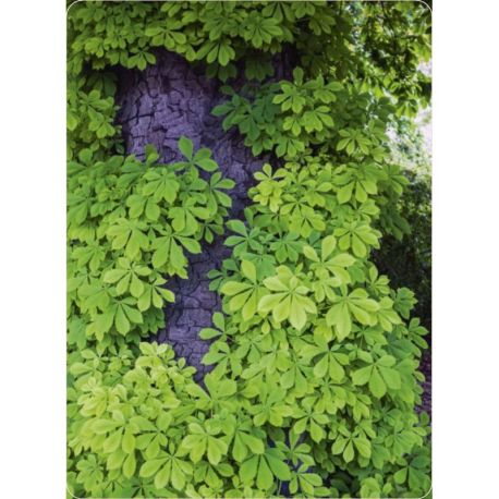 COFFRET BAINS DE FORET - 50 CARTES + 1 LIVRET DE 64 PAGES