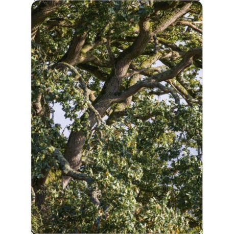 COFFRET BAINS DE FORET - 50 CARTES + 1 LIVRET DE 64 PAGES