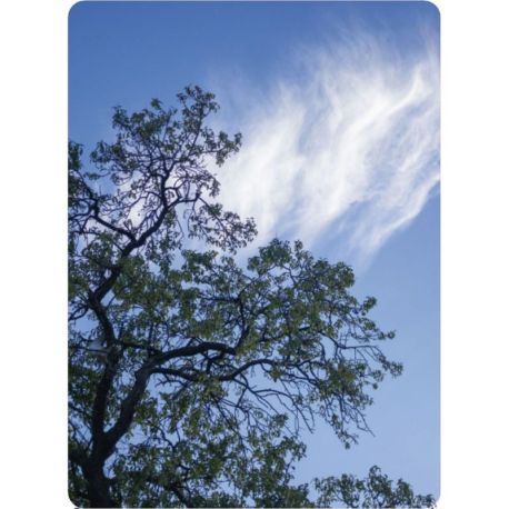 COFFRET BAINS DE FORET - 50 CARTES + 1 LIVRET DE 64 PAGES