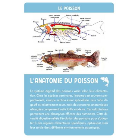 COFFRET PÊCHE EN EAU DOUCE - 36 CARTES + 1 POSTER